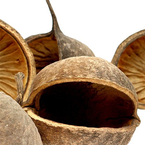 Floristik24 Buddha Nut Natural 15 kpl