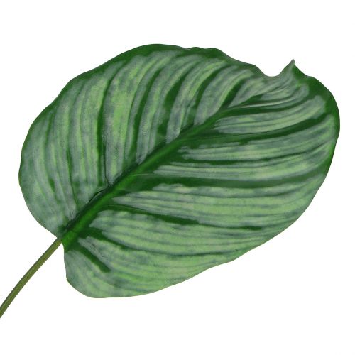 Floristik24 Koriste-lehti, Calathea-lehti 6kpl