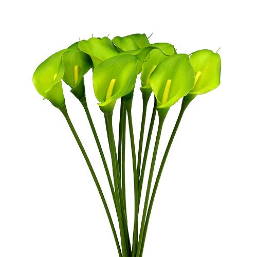 Floristik24 Calla tekovihreä 8cm L57cm 12kpl