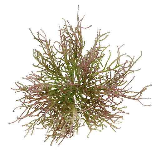 Floristik24 Calocephalus Pinkki/vihreä 21,5cm