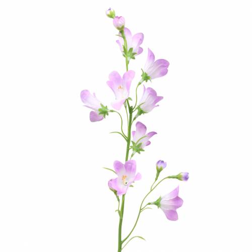 Floristik24 Keinotekoinen kellokukka Campanula Violet White 66cm