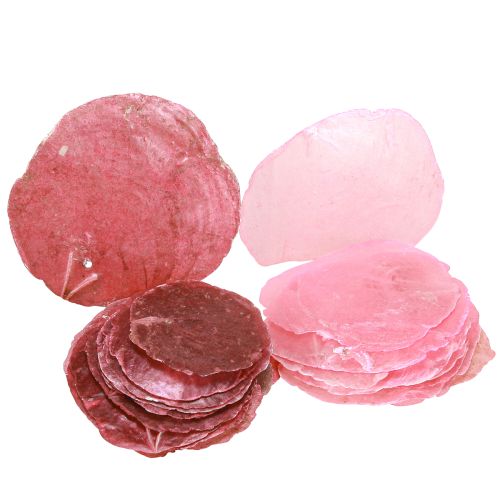 kohteita Capiz-kuorikoristelu vaaleanpunaisella marjalla 5cm–8cm sekoitus 60 kpl