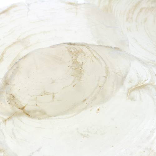 Floristik24 Capiz-kuori 250g