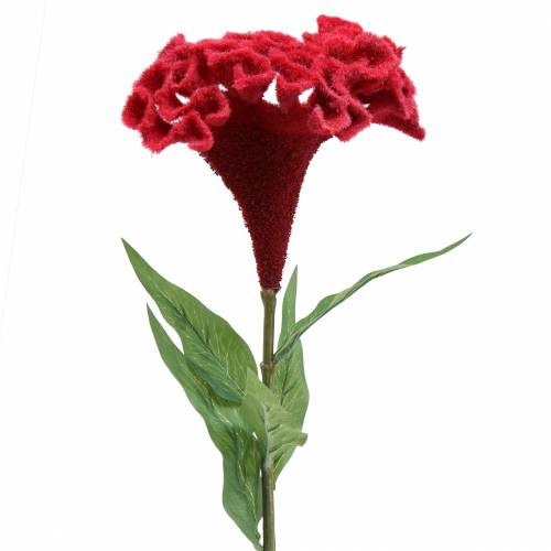 Floristik24 Celosia cristata kukkakimppu punainen 72cm