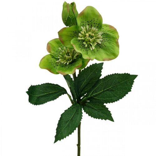 Floristik24 Jouluruusu Paastonruusu hellebore tekokukat vihreä L34cm 4 kpl
