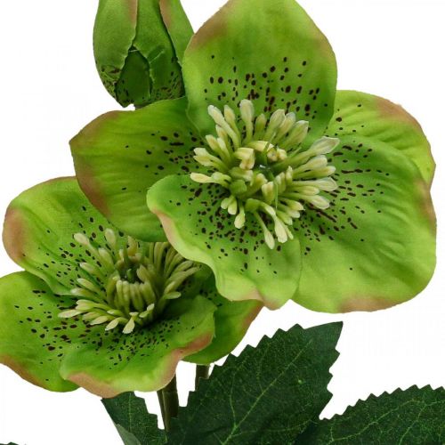 Floristik24 Jouluruusu Paastonruusu hellebore tekokukat vihreä L34cm 4 kpl