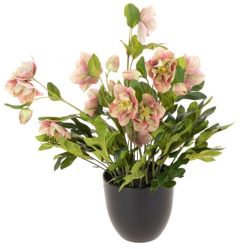 Keinotekoinen ruukkukasvi Helleborus, jouluruusu, kodin sisustukseen, 50cm ostaa | Floristik24.fi