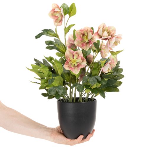 Keinotekoinen ruukkukasvi Helleborus, jouluruusu, kodin sisustukseen, 50cm | Floristik24.fi