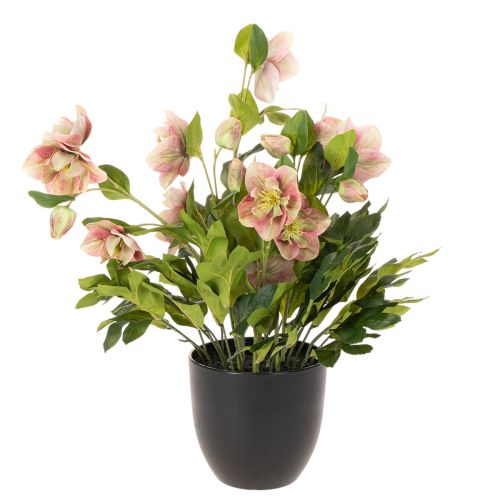 Keinotekoinen ruukkukasvi Helleborus, jouluruusu, kodin sisustukseen, 50cm | Floristik24.fi
