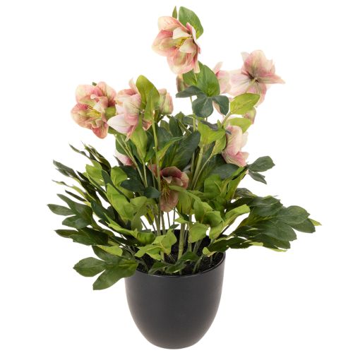 Keinotekoinen ruukkukasvi Helleborus, jouluruusu, kodin sisustukseen, 50cm | Floristik24.fi