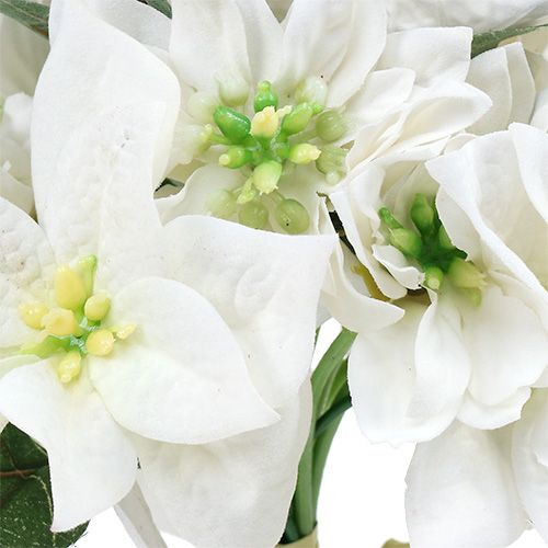 Floristik24 Joulutähti nipussa valkoinen Ø18cm L30cm