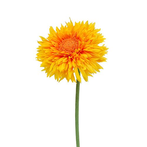 kohteita Chrysanthemum Teddy 63cm kullankeltainen