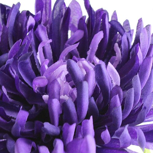 Floristik24 Krysanteemi violetti 74cm