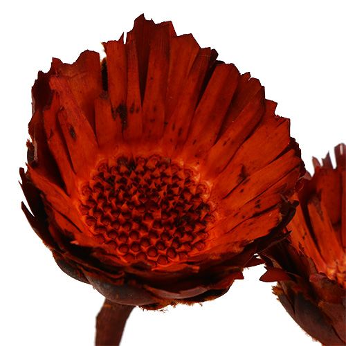 kohteita Compacta Rosette oranssi 40 kpl