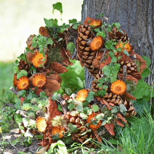 kohteita Käpyjä Pinus Maritima 10cm - 15cm Natural 3 kpl