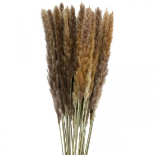 Floristik24 Kuiva ruoho pampas luonnonruoho nippu 80cm