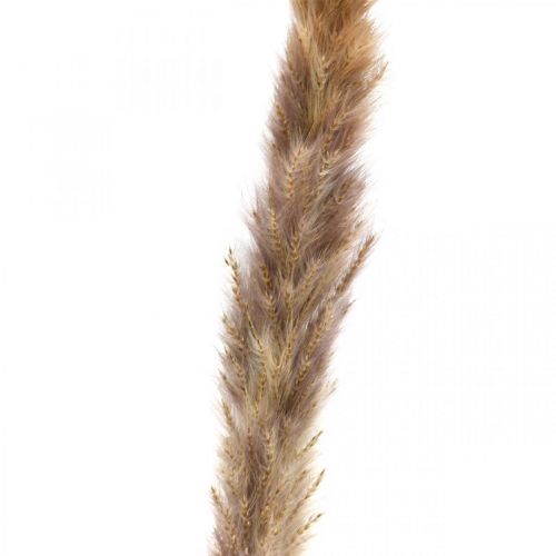 kohteita Kuiva ruoho pampas luonnonruoho nippu 80cm