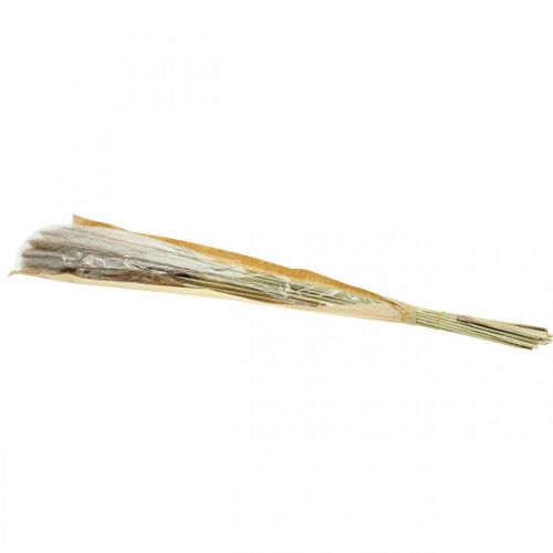 kohteita Kuiva ruoho pampas luonnonruoho nippu 80cm