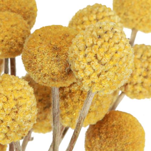 Floristik24 Craspedia koivet kuiva koristelu luonnollinen 45cm 25 kpl