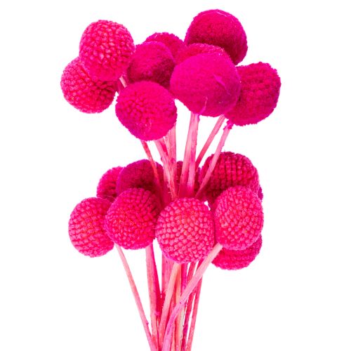 Craspedia-kuivakukkakimppu floristiikkaan, 55 cm, 20 kpl