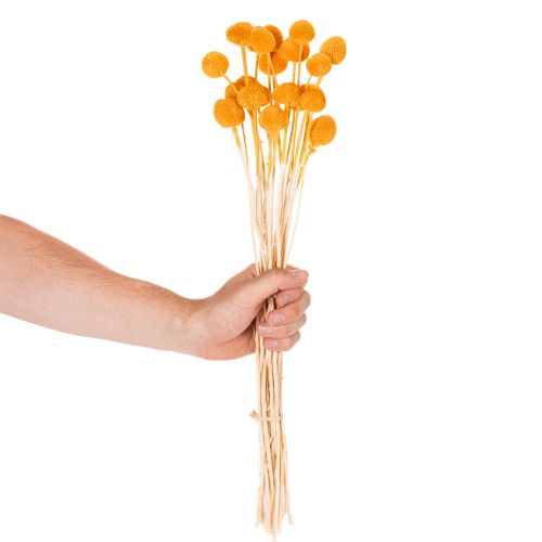 Craspedia kuivakukkakimppu 55cm 20kpl | Floristik24.fi