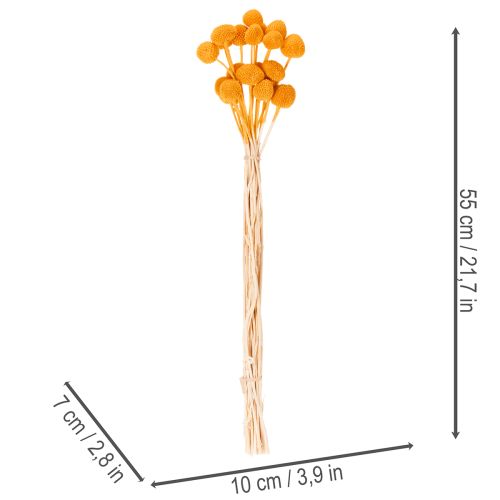 Craspedia kuivakukkakimppu 55cm 20kpl | Floristik24.fi