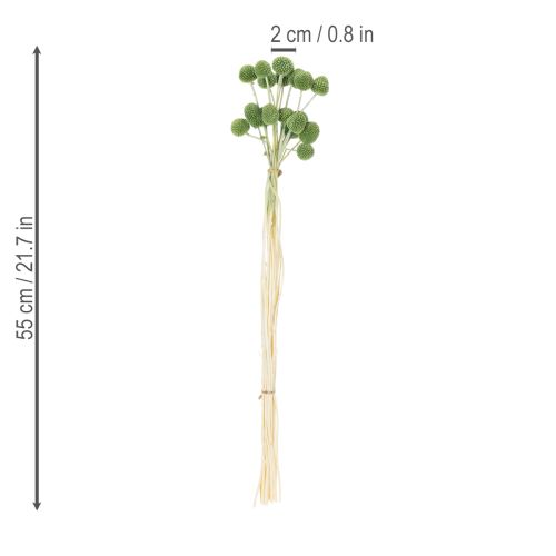 kohteita Kuivattuja Craspedia-kukkapalloja tyylikkäisiin syyskoristeisiin, 55 cm, 20 kpl