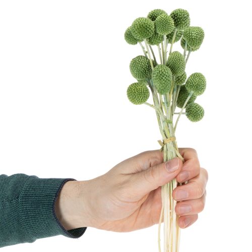 kohteita Kuivattuja Craspedia-kukkapalloja tyylikkäisiin syyskoristeisiin, 55 cm, 20 kpl
