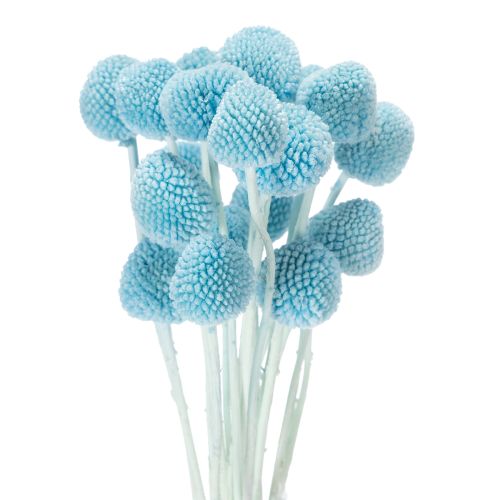 Craspedia-kuivakukkakoriste maljakkoon, minimalistinen tyyli, pitkäikäinen kesäkoriste, 55 cm, 20 kpl