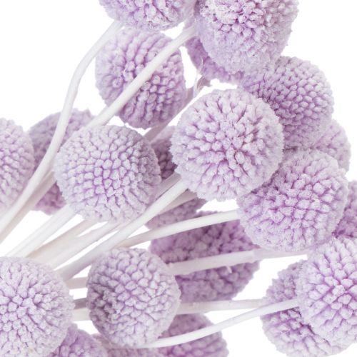 kohteita Craspedia-kuivakukkia moderniin pöytäkoristeeseen kotonasi, 55 cm, 20 kpl