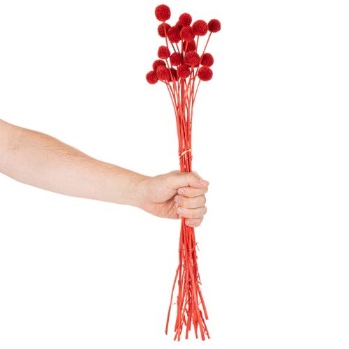 Kuivattuja Craspedia-kukkia, värjättyjä, pitkillä varsilla, 55 cm, 20 kpl | Floristik24.fi