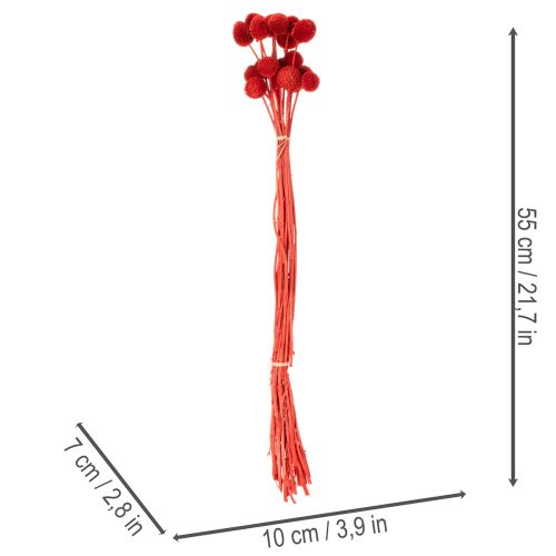 Kuivattuja Craspedia-kukkia, värjättyjä, pitkillä varsilla, 55 cm, 20 kpl | Floristik24.fi