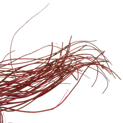 kohteita Kuivattu koristeellinen kiharapajun oksa luovaan kukka-asetteluun ja kodin asusteihin 80 cm 70 g