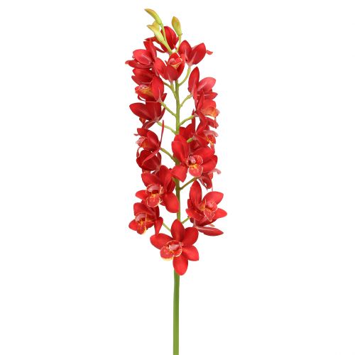 kohteita Orkidea Cymbidium Red 78cm