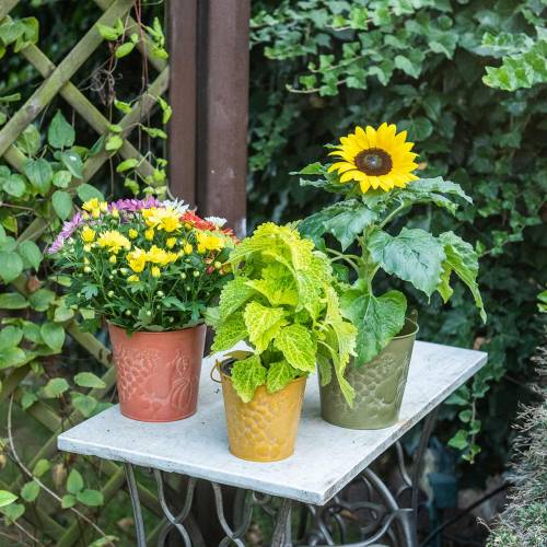Floristik24 Koristeelliset ämpärihedelmät keltaisia, oransseja, vihreitä pestyjä Ø12.5cm H12cm 3 kpl