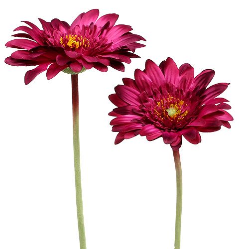Floristik24 Koristeellinen gerbera tummanpunainen Ø10cm L53cm 6kpl