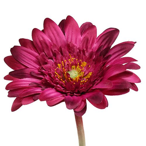 Floristik24 Koristeellinen gerbera tummanpunainen Ø10cm L53cm 6kpl