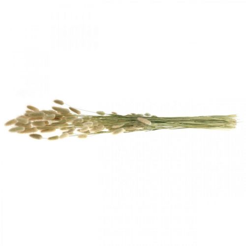 kohteita Kuivatut Lagurus, Lagurus kuivatut kukat, Natural Lagurus ruoho L30-70cm 45g
