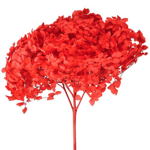 Koristeellinen hortensia, säilytetty kuivakukka, punainen, Ø20cm, 1 kpl