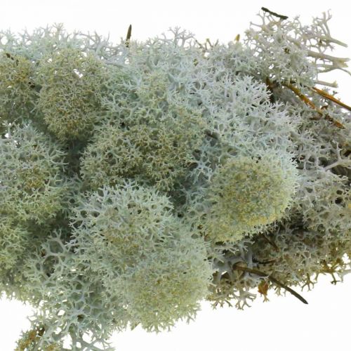 Koristeellinen sammalharmaa luonnollinen sammal käsityöhön, kuivattu, värillinen 500g