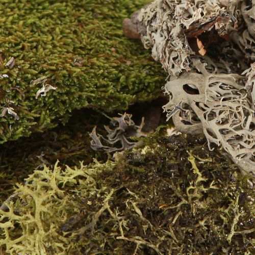 kohteita Koristeellinen sammal askarteluun sekoitus vihreä, vaaleanvihreä luonnon sammal 75g