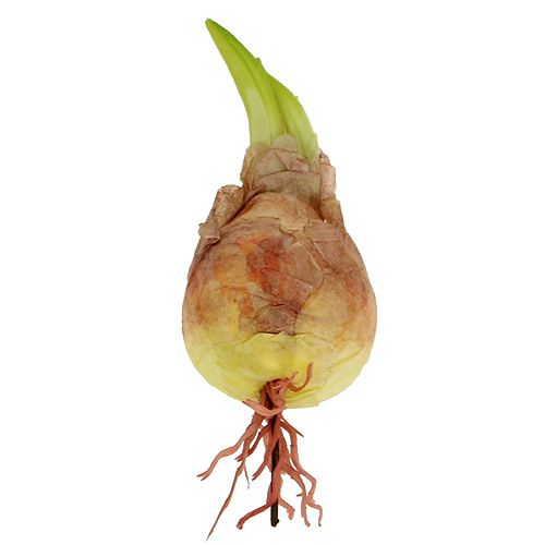 Floristik24 Koristeellinen sipulilamppu 7-10cm 9kpl