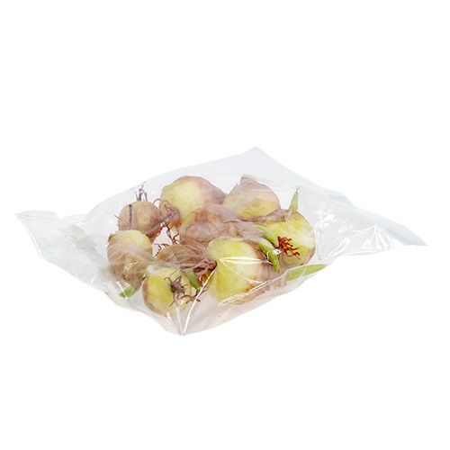 Floristik24 Koristeellinen sipulilamppu 7-10cm 9kpl