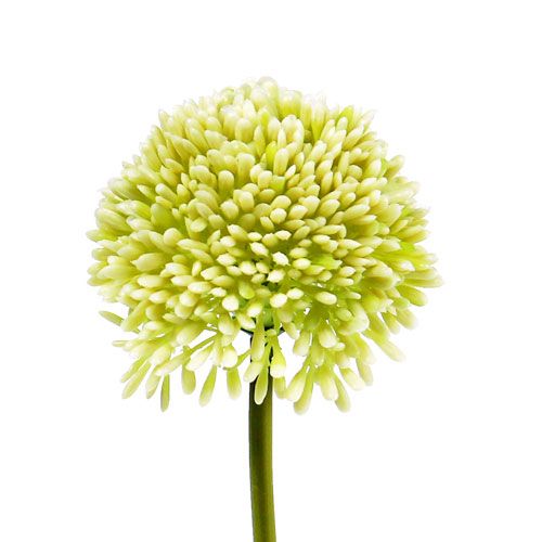 Floristik24 Deco allium kerma Ø6,5cm L39cm