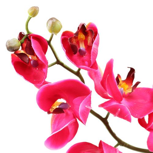 kohteita Deco orkidea fuksia 77cm