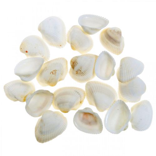 kohteita Deco Shell White Real kuoret raffia netissä deco maritime 400g