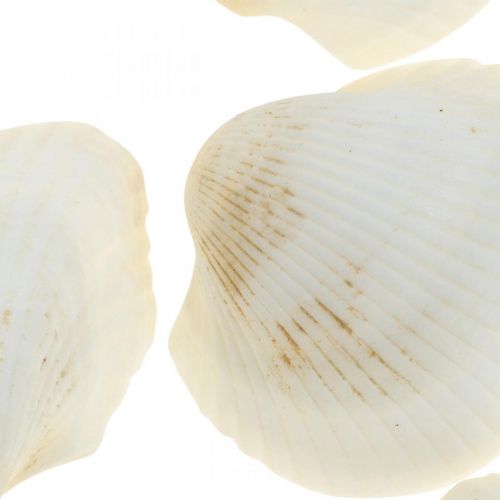 kohteita Deco Shell White Real kuoret raffia netissä deco maritime 400g