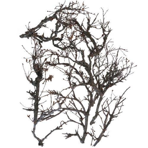 kohteita Deco-oksat bonsai-puiset deco-oksat 15-30cm 650g
