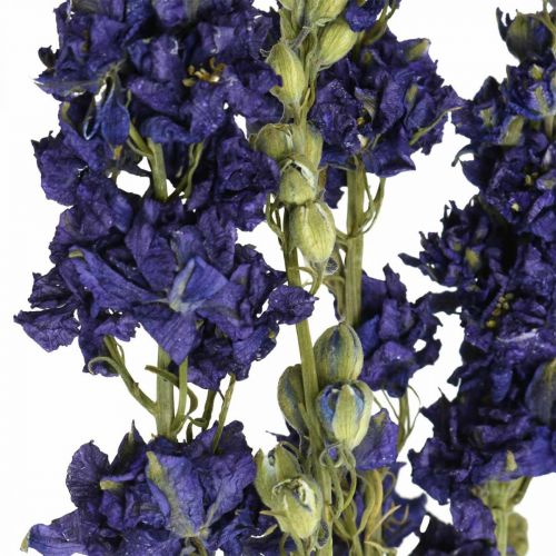 kohteita Kuivattu delphinium, kuiva kukkakauppa, delphinium blue L64cm 25g