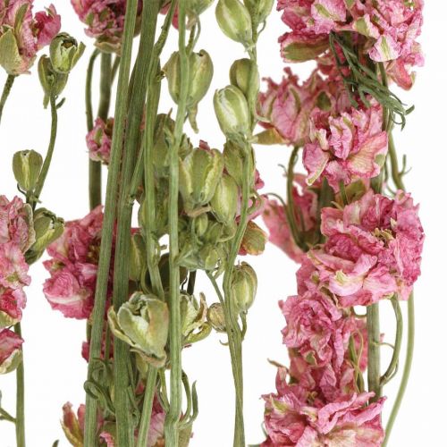 kohteita Kuivakukka delphinium, Delphinium pink, kuiva kukka L64cm 25g